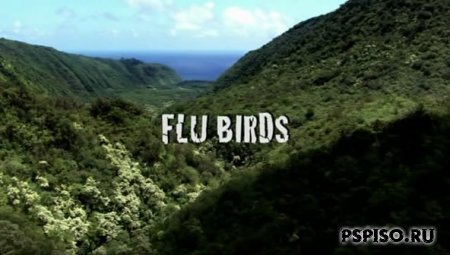   / Flu Birds Horror (2008) DVDRip - ,  ,   psp,   psp.
