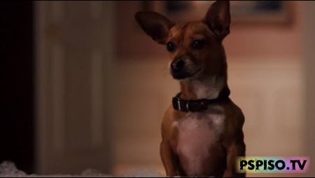   - 2 | Beverly Hills Chihuahua 2 (2011) [DVDRip]