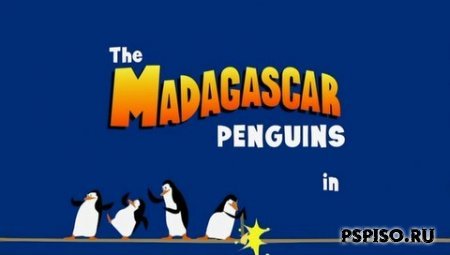 Madagascar Penguins /   